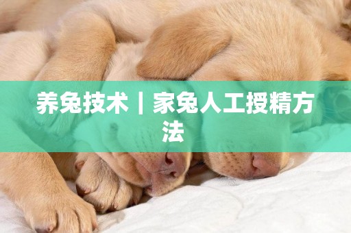 養兔技術｜家兔人工授精方法 