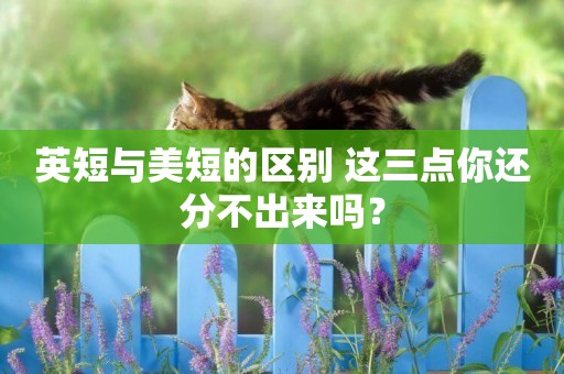 英短與美短的區別 這三點你還分不出來嗎？