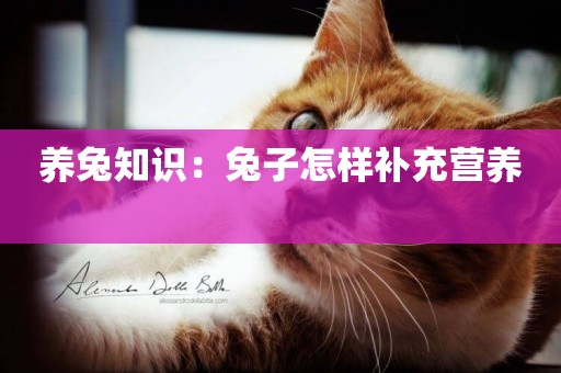 養兔知識：兔子怎樣補充營養 