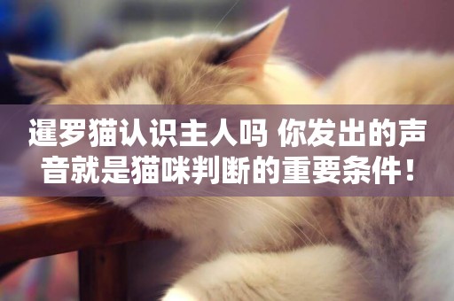 暹羅貓認識主人嗎 你發出的聲音就是貓咪判斷的重要條件！
