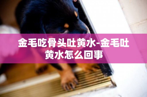 金毛吃骨頭吐黃水-金毛吐黃水怎么回事