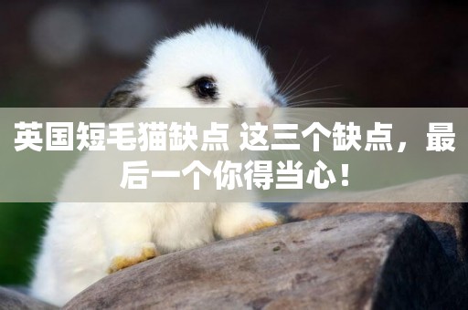 英國短毛貓缺點 這三個缺點,最后一個你得當心! 英國短毛貓缺點 這三個缺點,最后一個你得當心!