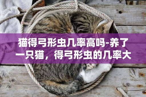 貓得弓形蟲幾率高嗎-養了一只貓，得弓形蟲的幾率大不大