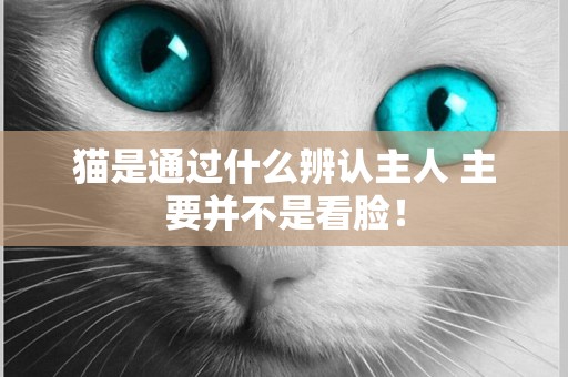 貓是通過什么辨認主人 主要并不是看臉！