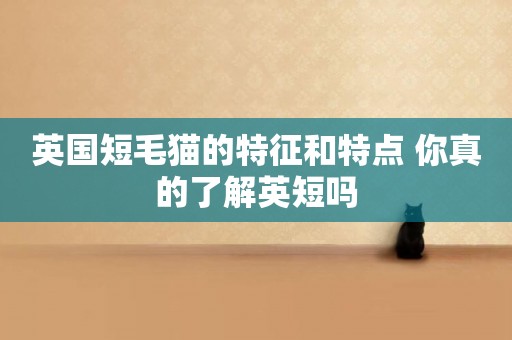 英國短毛貓的特征和特點 你真的了解英短嗎
