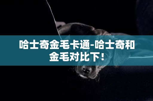 哈士奇金毛卡通-哈士奇和金毛對比下！