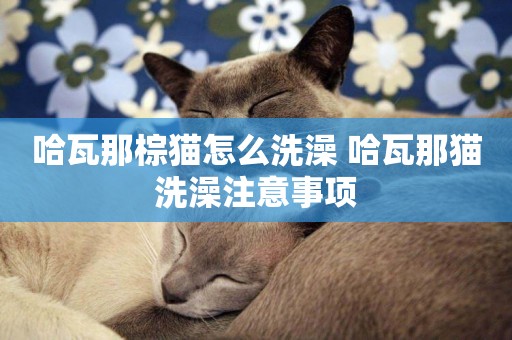 哈瓦那棕貓怎么洗澡 哈瓦那貓洗澡注意事項