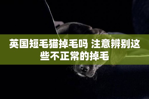 英國短毛貓掉毛嗎 注意辨別這些不正常的掉毛