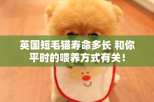 英國短毛貓壽命多長 和你平時的喂養方式有關！