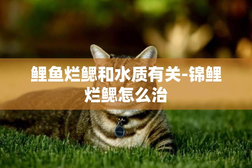 鯉魚爛鰓和水質有關-錦鯉爛鰓怎么治