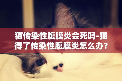 貓傳染性腹膜炎會死嗎-貓得了傳染性腹膜炎怎么辦？