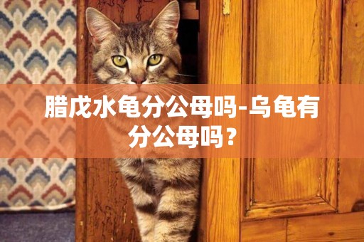 臘戊水龜分公母嗎-烏龜有分公母嗎？