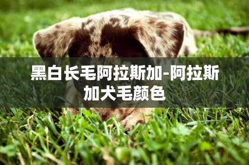 黑白長毛阿拉斯加-阿拉斯加犬毛顏色