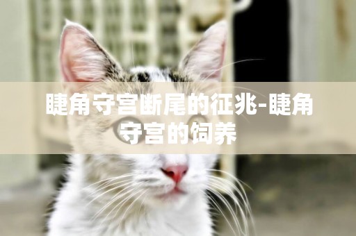 睫角守宮斷尾的征兆-睫角守宮的飼養
