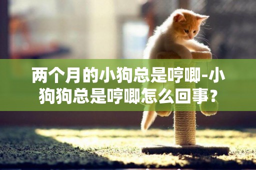 兩個月的小狗總是哼唧-小狗狗總是哼唧怎么回事？