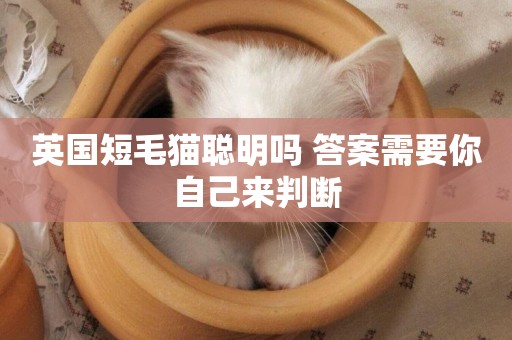 英國短毛貓聰明嗎 答案需要你自己來判斷