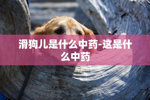 滑狗兒是什么中藥-這是什么中藥