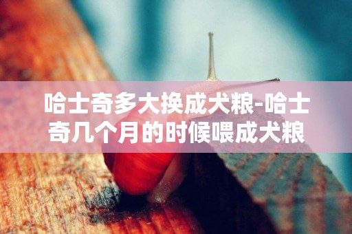 哈士奇多大換成犬糧-哈士奇幾個月的時候喂成犬糧