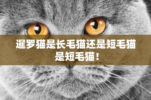 暹羅貓是長毛貓還是短毛貓 是短毛貓！