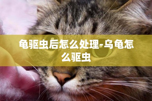 龜驅蟲后怎么處理-烏龜怎么驅蟲