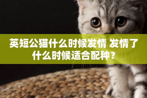 英短公貓什么時候發情 發情了什么時候適合配種？