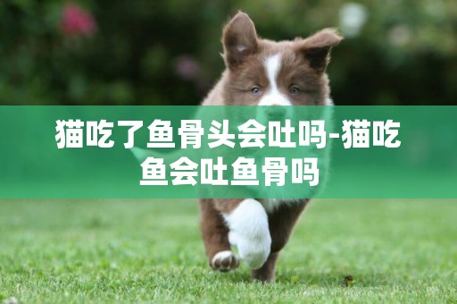 貓吃了魚骨頭會吐嗎-貓吃魚會吐魚骨嗎