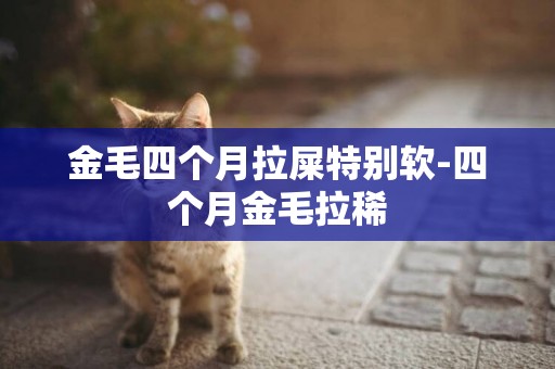 金毛四個月拉屎特別軟-四個月金毛拉稀