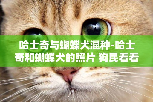 哈士奇與蝴蝶犬混種-哈士奇和蝴蝶犬的照片 狗民看看純否