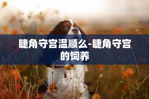 睫角守宮溫順么-睫角守宮的飼養