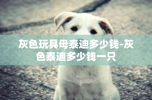 灰色玩具母泰迪多少錢-灰色泰迪多少錢一只