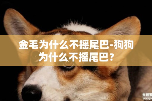 金毛為什么不搖尾巴-狗狗為什么不搖尾巴？