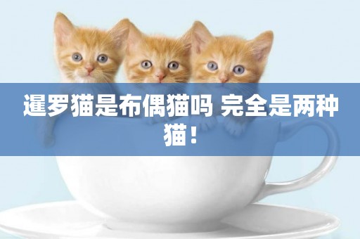 暹羅貓是布偶貓嗎 完全是兩種貓！