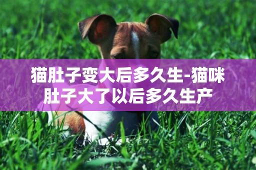貓肚子變大后多久生-貓咪肚子大了以后多久生產