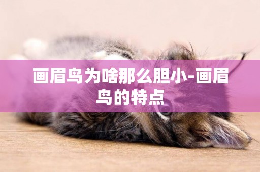 畫眉鳥為啥那么膽小-畫眉鳥的特點