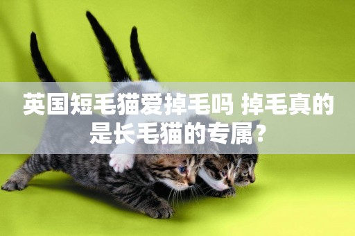 英國短毛貓愛掉毛嗎 掉毛真的是長毛貓的專屬？