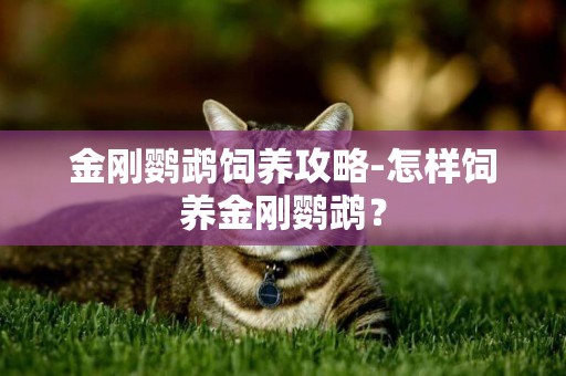 金剛鸚鵡飼養攻略-怎樣飼養金剛鸚鵡？