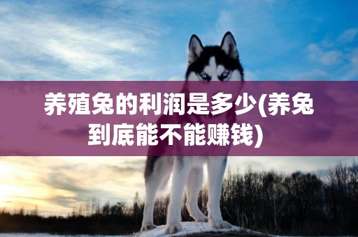 養殖兔的利潤是多少(養兔到底能不能賺錢) 
