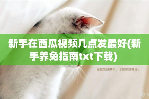 新手在西瓜視頻幾點發最好(新手養兔指南txt下載) 