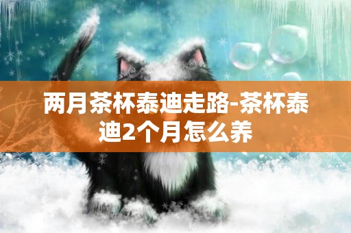 兩月茶杯泰迪走路-茶杯泰迪2個月怎么養
