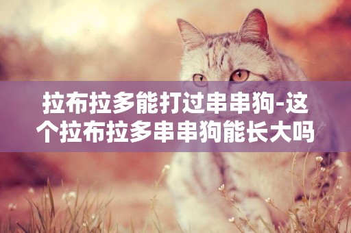拉布拉多能打過串串狗-這個拉布拉多串串狗能長大嗎？