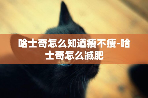 哈士奇怎么知道瘦不瘦-哈士奇怎么減肥