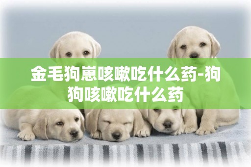 金毛狗崽咳嗽吃什么藥-狗狗咳嗽吃什么藥