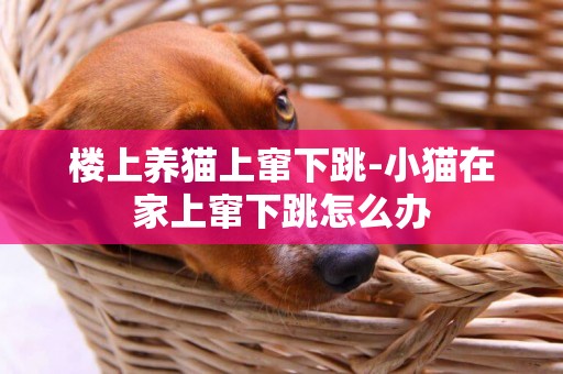 樓上養貓上竄下跳-小貓在家上竄下跳怎么辦