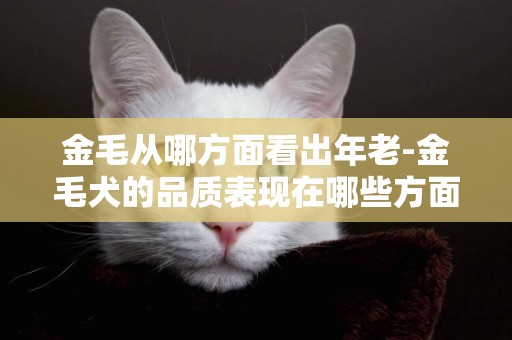 金毛從哪方面看出年老-金毛犬的品質表現在哪些方面