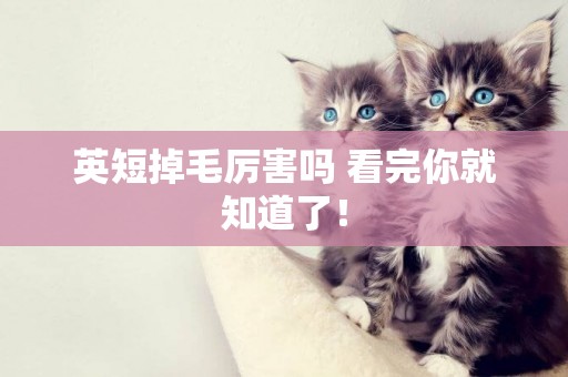 英短掉毛厲害嗎 看完你就知道了！