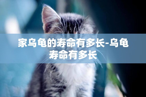家烏龜的壽命有多長-烏龜壽命有多長