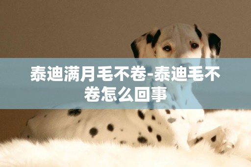 泰迪滿月毛不卷-泰迪毛不卷怎么回事