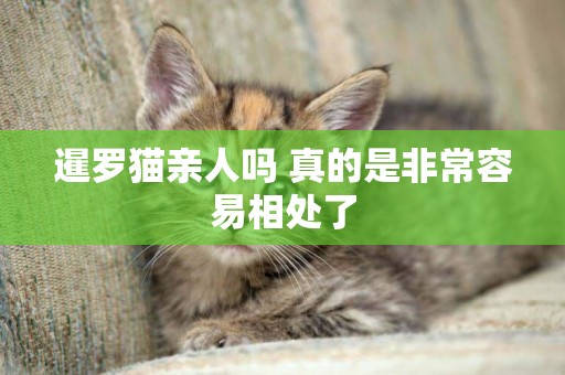 暹羅貓親人嗎 真的是非常容易相處了