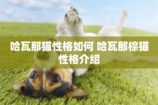 哈瓦那貓性格如何 哈瓦那棕貓性格介紹