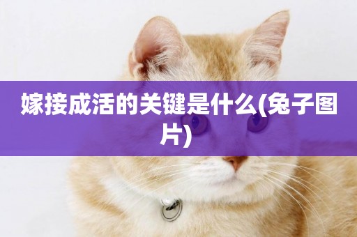 嫁接成活的關鍵是什么(兔子圖片) 